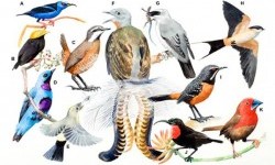 Горобцеподібні – ряд птахів (Passeriformes)