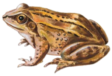 Гостроморда жаба