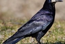Грак (Corvus frugilequs)