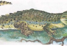 Гребінчастий крокодил