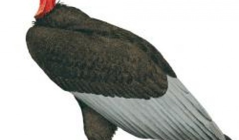 Гриф вухатий індійський (Sarcogyps calvus)