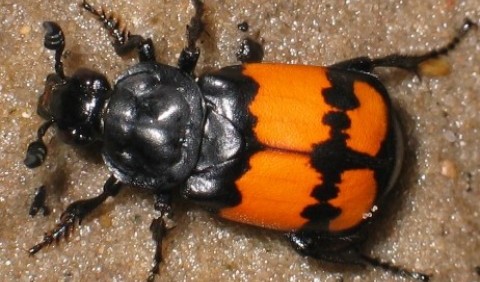 Жуки-могильники – рід комах (Nicrophorus)
