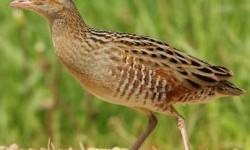 Деркач (Crex crex)