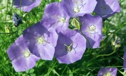 Дзвоники карпатські