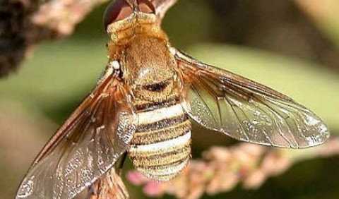 Дзижчалки, або мухи-дзижчелки – родина комах (Bombyliidae)