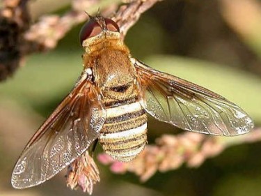 Дзижчалки, або мухи-дзижчелки – родина комах (Bombyliidae)