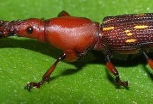 Довготіли – родина комах (Brenthidae)