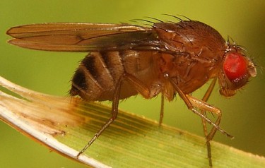 Дрозофіли, або плодові мушки – родина комах (Drosophilidae)