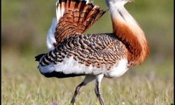 Дрофа (дрохва)