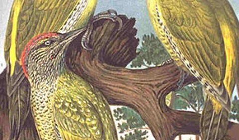 Дятлові – родина птахів (Picidae)