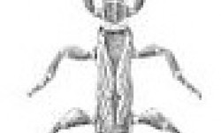 Ембія середземноморська