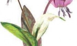 Еритроній собачий зуб