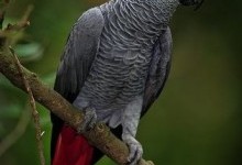 Жако, або папуга сірий (Psittacus erithacus)