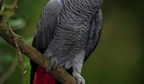 Жако, або папуга сірий (Psittacus erithacus)
