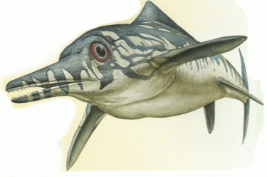 Зовнішність і спосіб життя дельфіна та іхтіозавра дуже схожі.