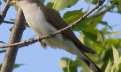 Зозуля жовтодзьоба (Coccyzus americanus)