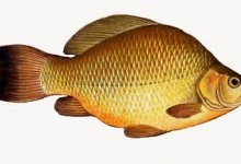 Карасі – рід риб (Carassius)