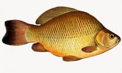 Карасі – рід риб (Carassius)