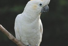 Какаду – родина птахів (Cacatuidae)