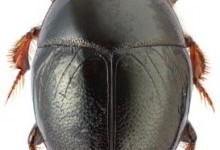 Карапузики – родина комах (Histeridae)