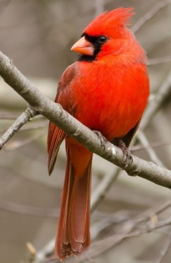 Кардинал червоний (Cardinalis cardinalis)