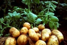 Картопля у світогляді українців