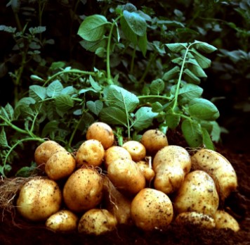 Картопля у світогляді українців