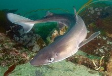 Катран короткоперий, або катран звичайний, або морський собака, або колюча акула (Squalus acanthias)