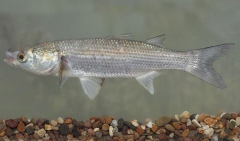 Кефалеві – родина риб (Mugilidae)