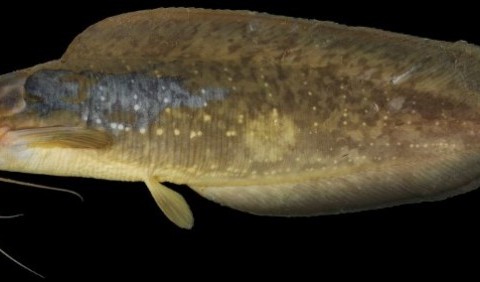 Кларієві – родина риб (Clariidae)