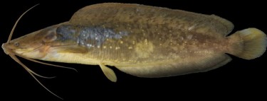 Кларієві – родина риб (Clariidae)