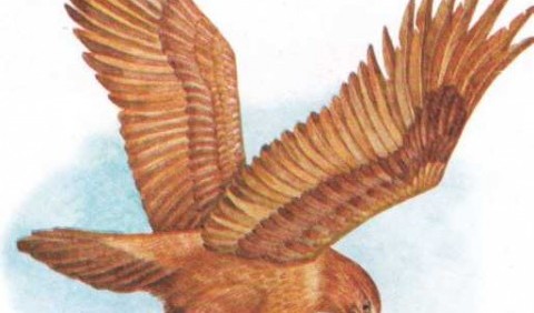 Клинохвостий орел