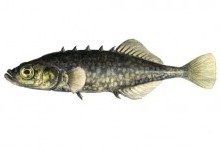 Колючкові – родина риб (Gasterosteidae)