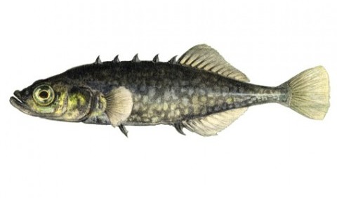 Колючкові – родина риб (Gasterosteidae)