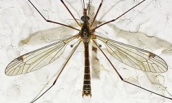 Комарі-довгоноги – родина комах (Tipulidae)