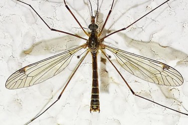 Комарі-довгоноги – родина комах (Tipulidae)