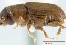 Короїди – підродина комах (Scolytinae)