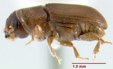 Короїди – підродина комах (Scolytinae)