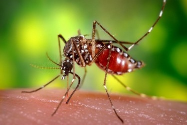 Кров ссуть лише самки комарів