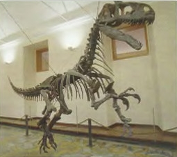 Кістяк алозавра в музеї палеонтології, Неаполь, Італія.