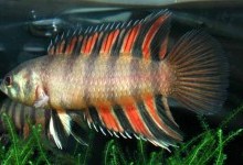 Лабіринтові, або анабасові, або плазуючі гурамі – родина риб (Anabantidae)