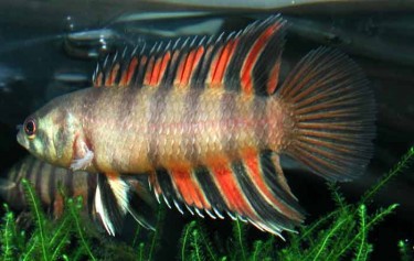 Лабіринтові, або анабасові, або плазуючі гурамі – родина риб (Anabantidae)