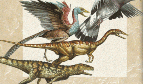 Ланцюжок еволюції: від рептилій до динозаврів і птахів