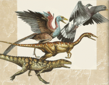 Ланцюжок еволюції від рептилій до динозаврів і птахів