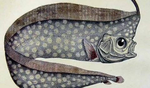 Лофотові – родина риб (Lophotidae)