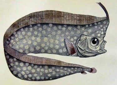 Лофотові – родина риб (Lophotidae)