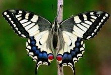 Кавалери, або вітрильники, або хвостоносці – родина комах (Papilionidae)