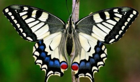 Кавалери, або вітрильники, або хвостоносці – родина комах (Papilionidae)