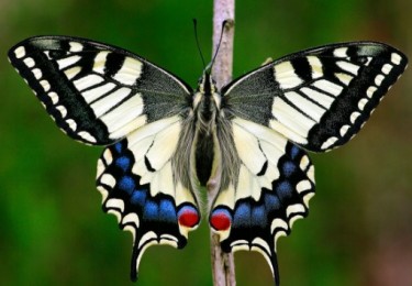 Махаоном (Papilio machaon)