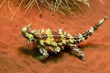  Молох, або тернистий дракон Австралії